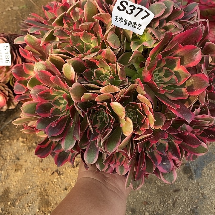 多肉植物皇后377多肉