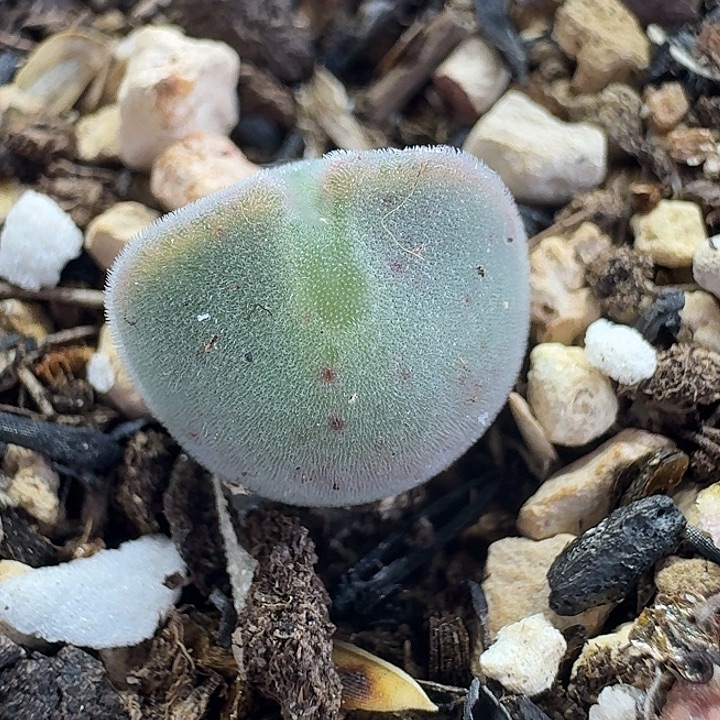 老马生石花空蝉1235