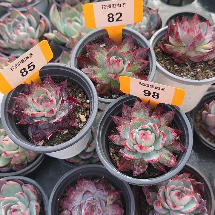 燕***姐85，82，98 惊鸿仙子多肉植物6～9cm