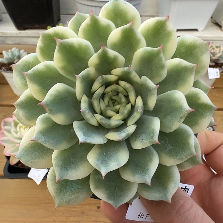 十秋锦111111124-151