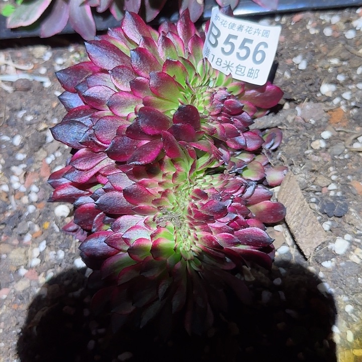 多肉法师美肌一体化