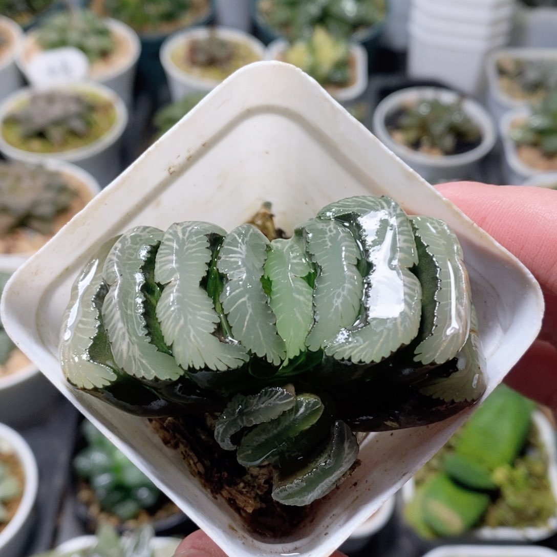 钻石玉扇玉露多肉植物