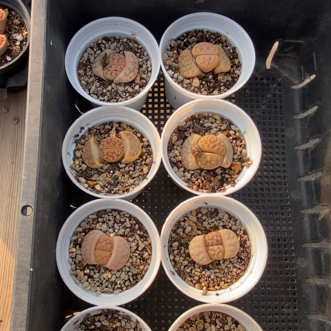 0798 直播间一物一拍