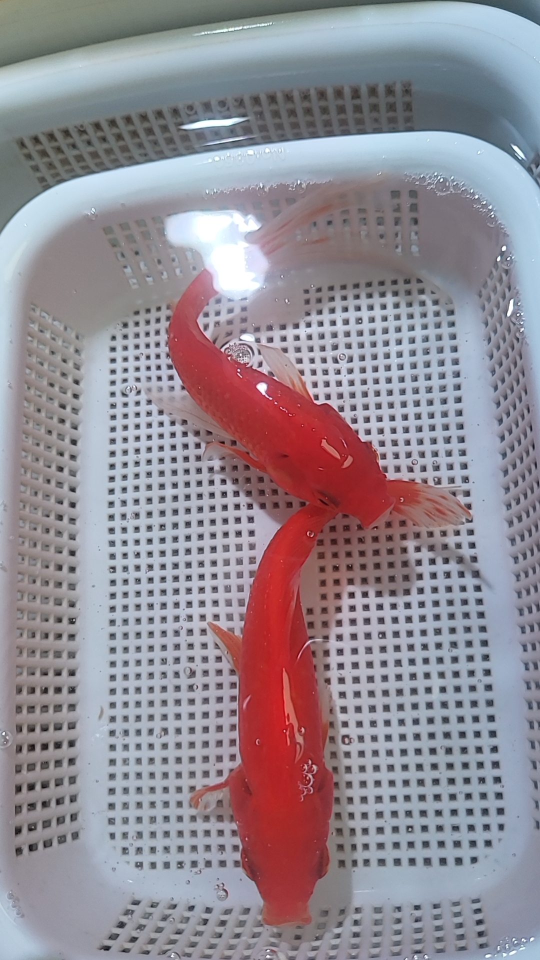 【18-20厘米大红草两条】大红草锦鲤活鱼观赏鱼淡水冷水鱼好养耐活