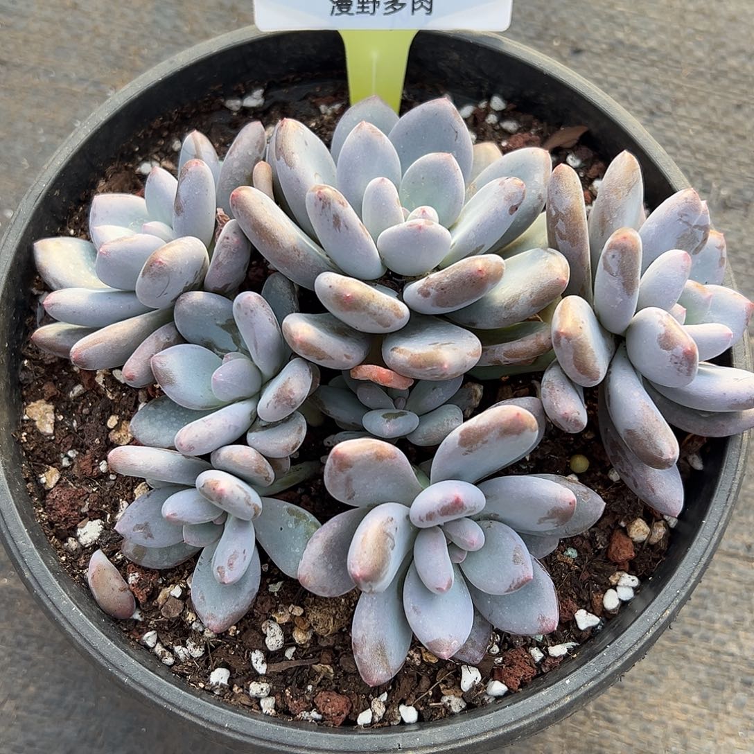 1027014 三明治美人群生无砍