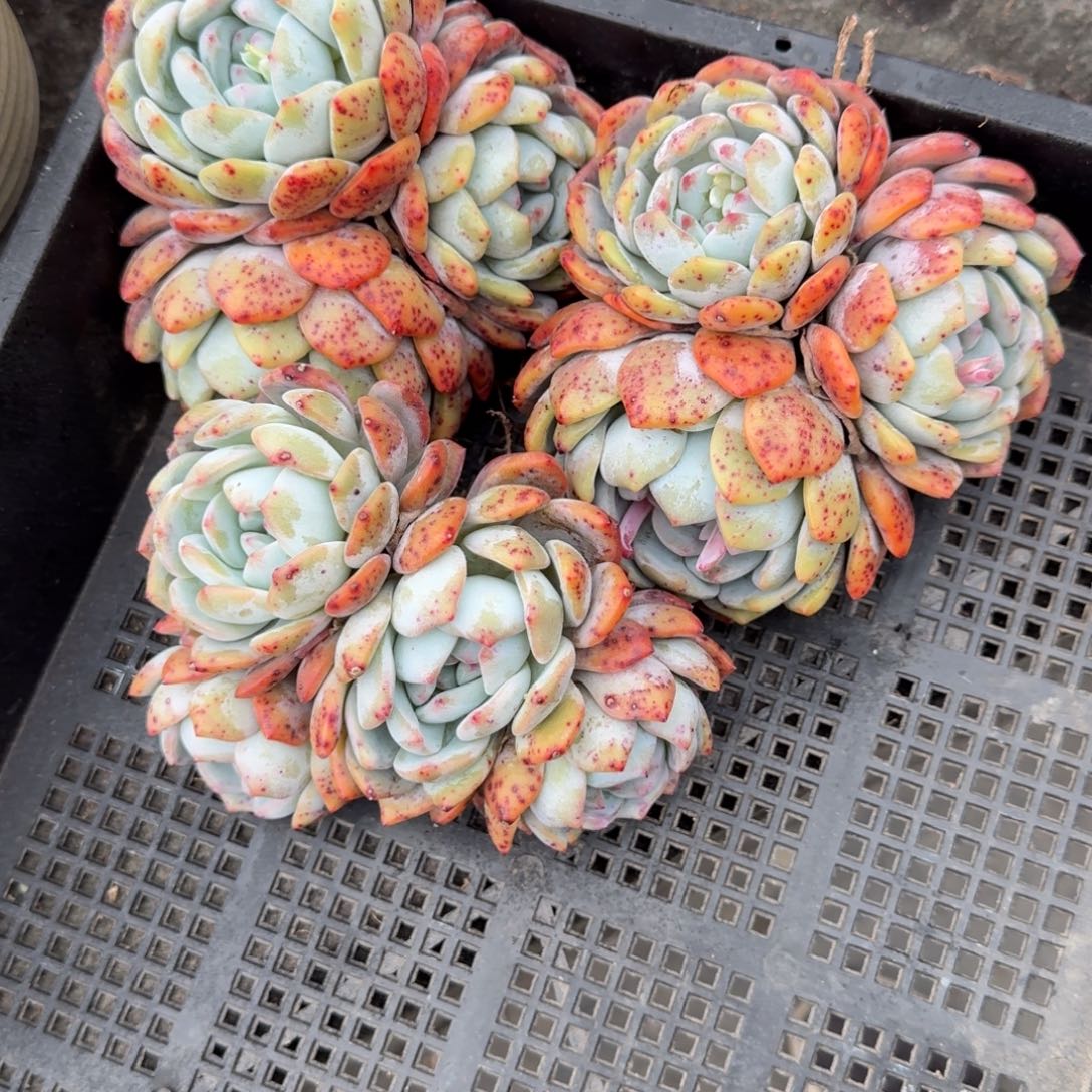 三颗一组，特价组合