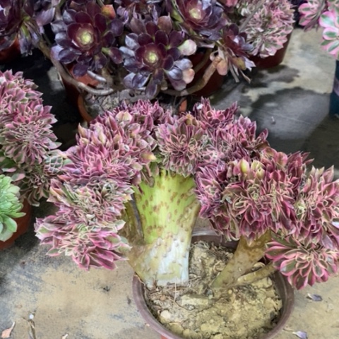 粉女巫缀多肉植物015