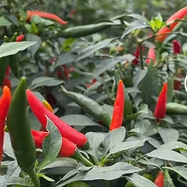 新鲜农家自种本地小米辣椒指朝天椒蔬菜泡椒特辣