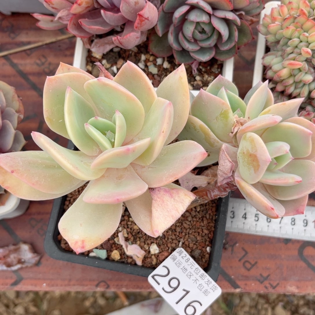 大2916、b xv f h j j