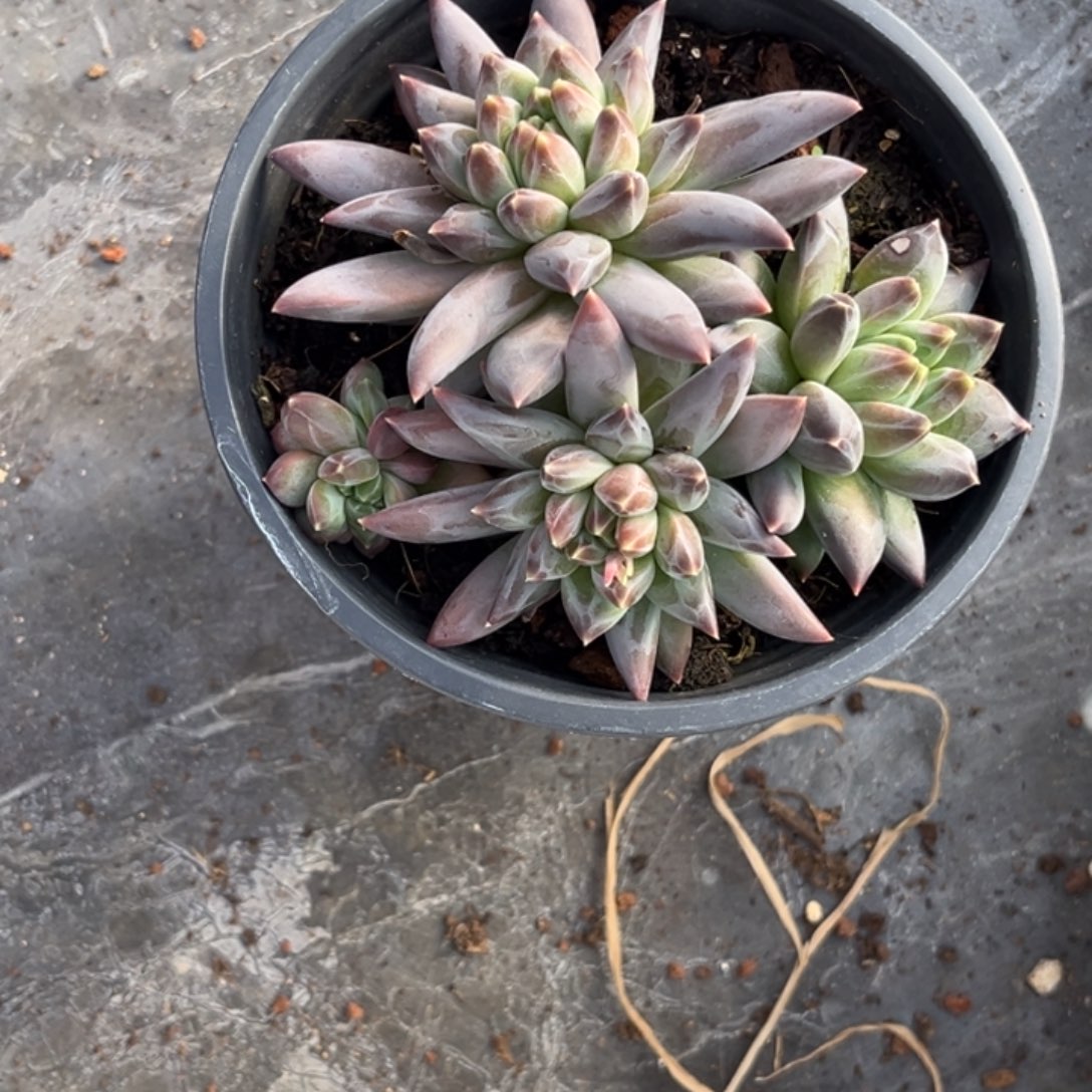 美人系个体多肉植物