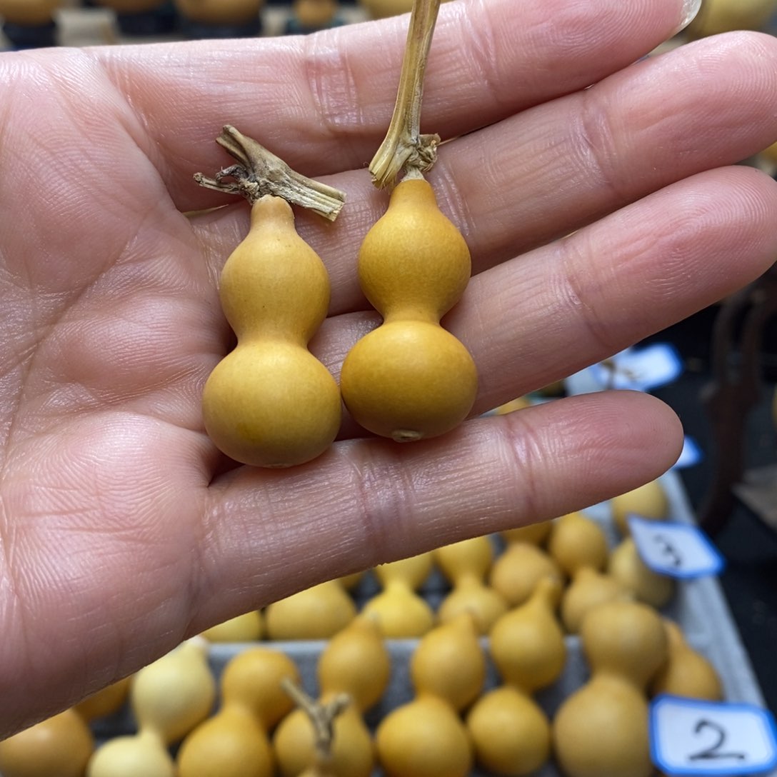 g**.直播间手把手小葫芦