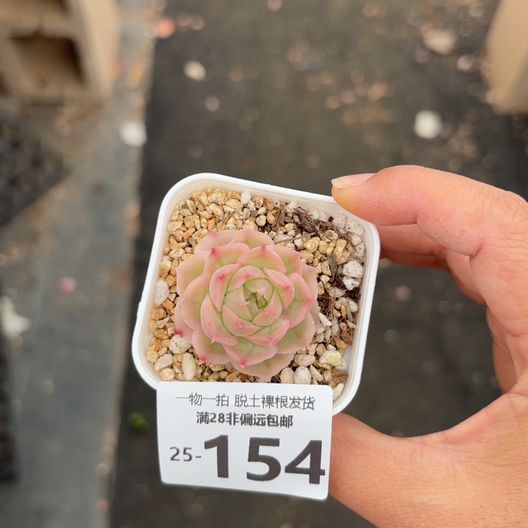 水晶虾饺单头多肉多肉