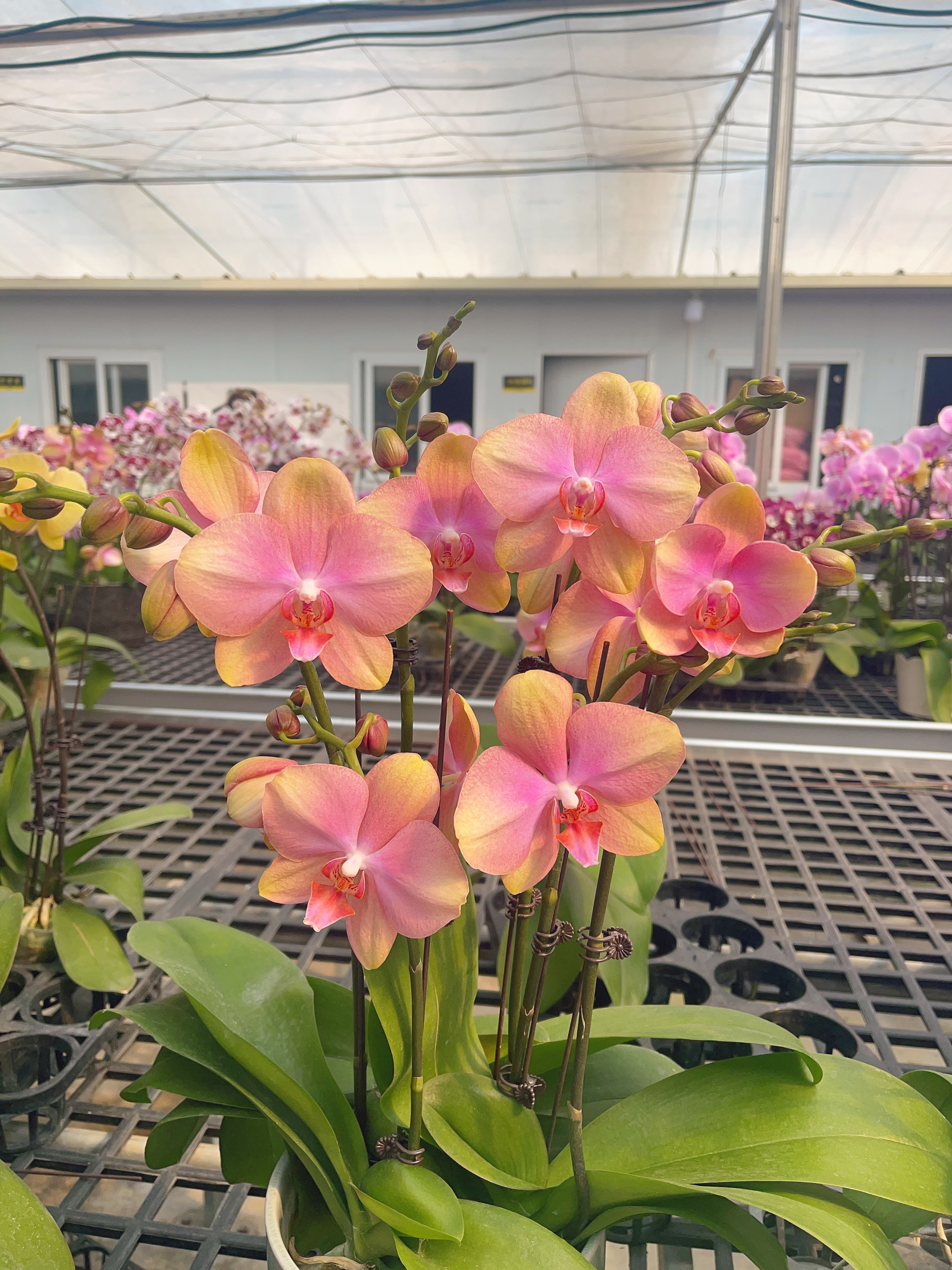 05【梵高】中大花型.精品蝴蝶兰.室内花卉