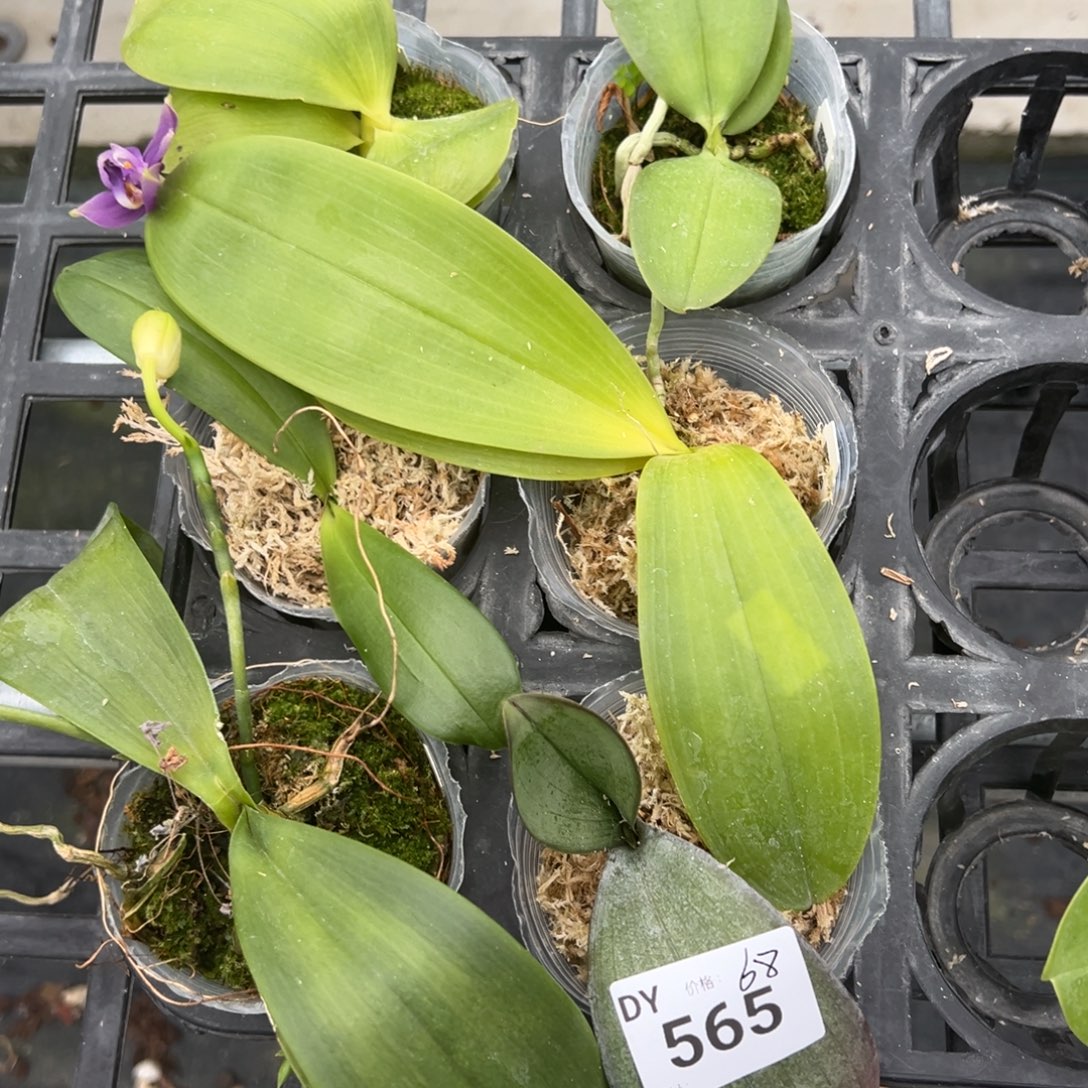 全部花苞编号565 特价6颗根不好叶不好任何原因都不售后