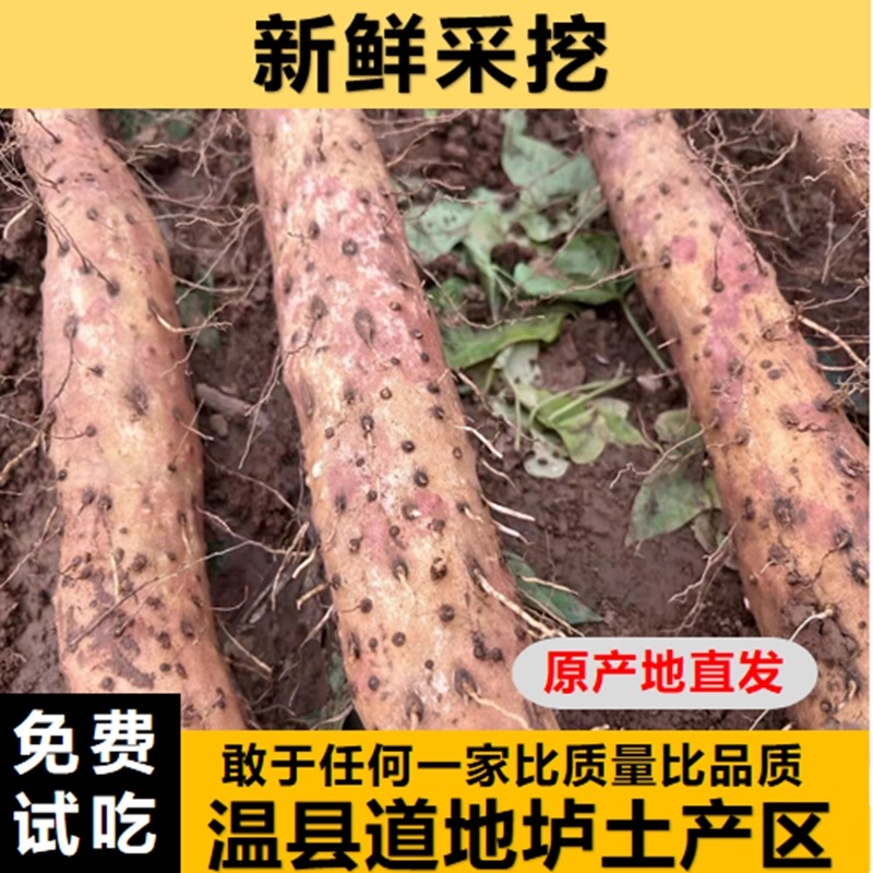 焦作温县垆土铁棍山药现挖新鲜软糯香甜的正宗怀山药特产