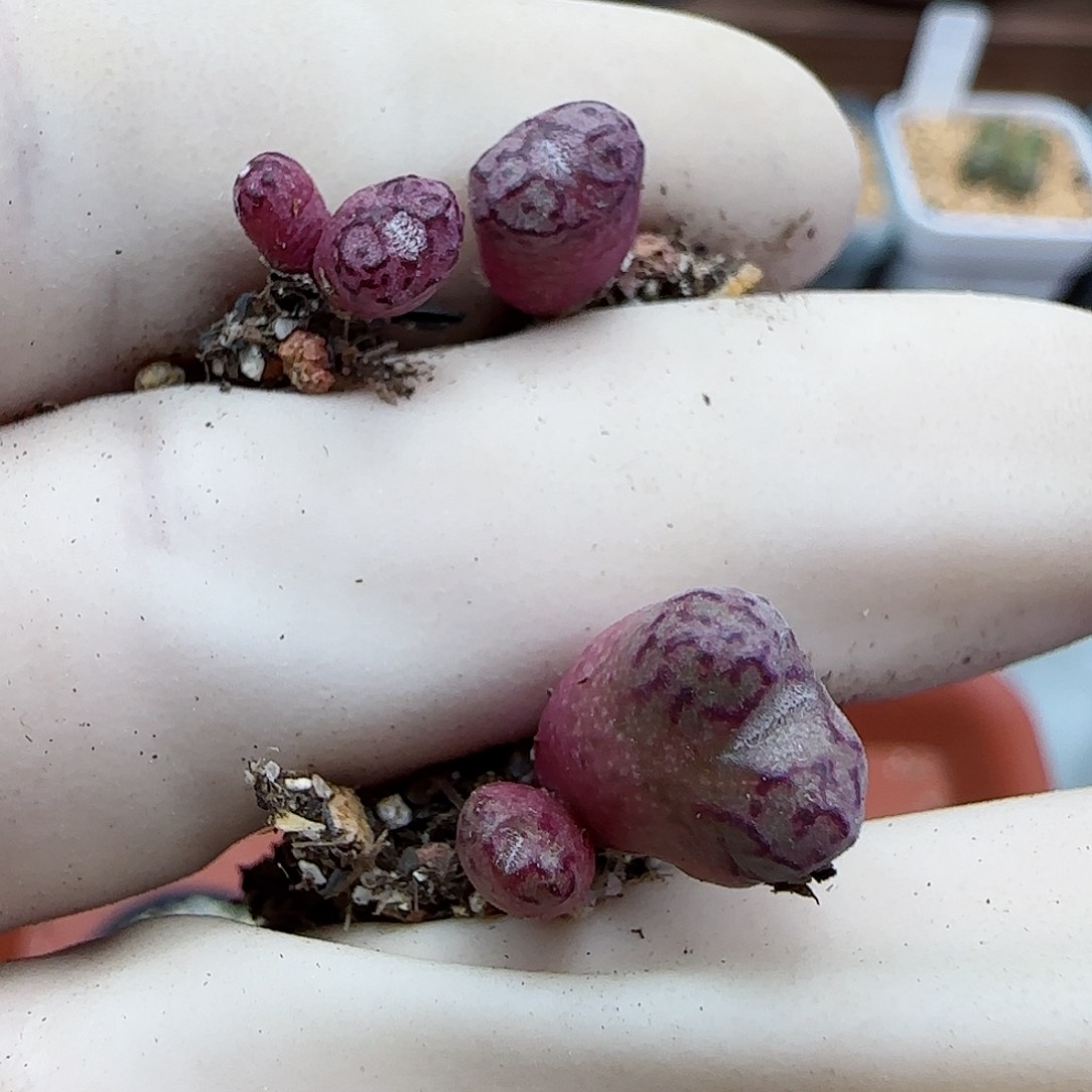 419优选388福利福利