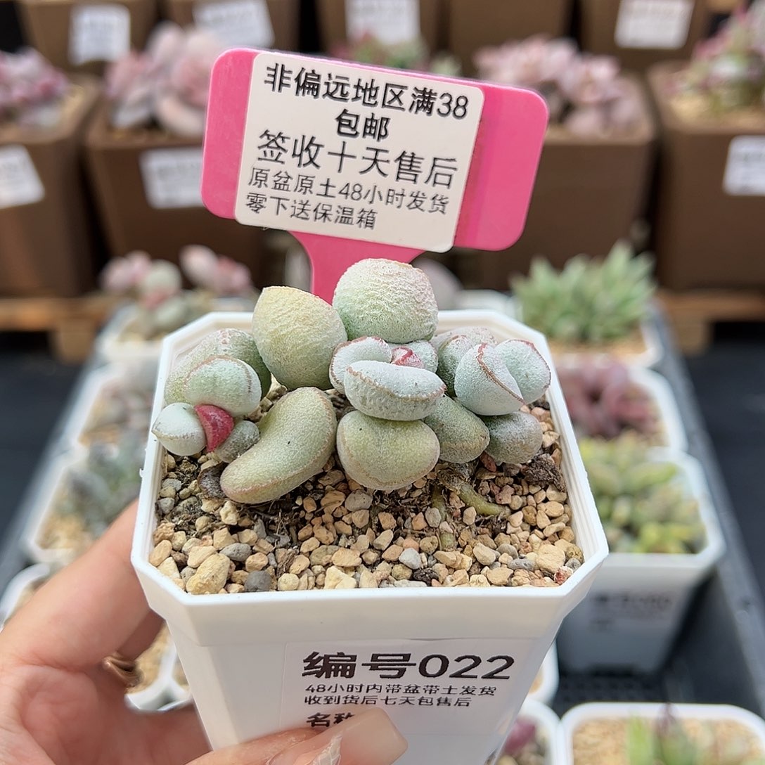 022硬叶白蛋多肉植物