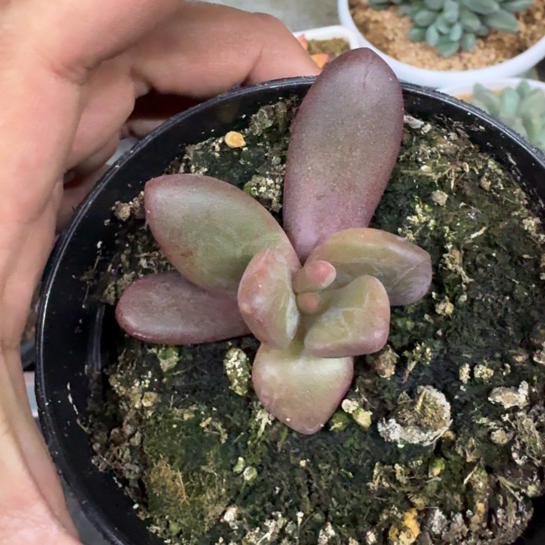 斯卓贝 单头 一物一拍