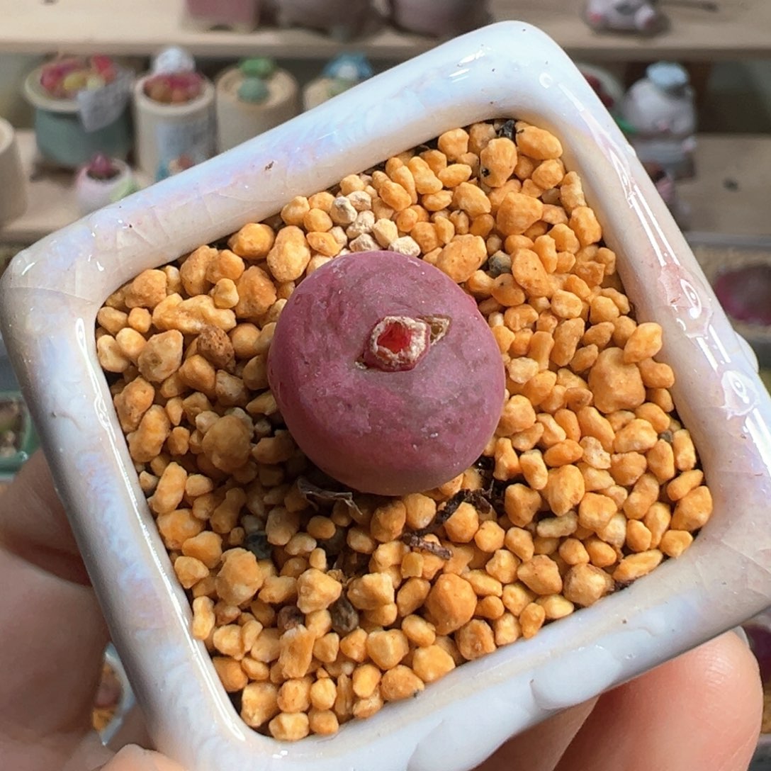 多肉植物253号毛变异