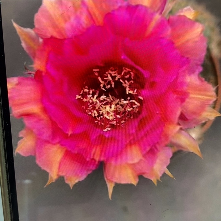 彩草香99号群6个头