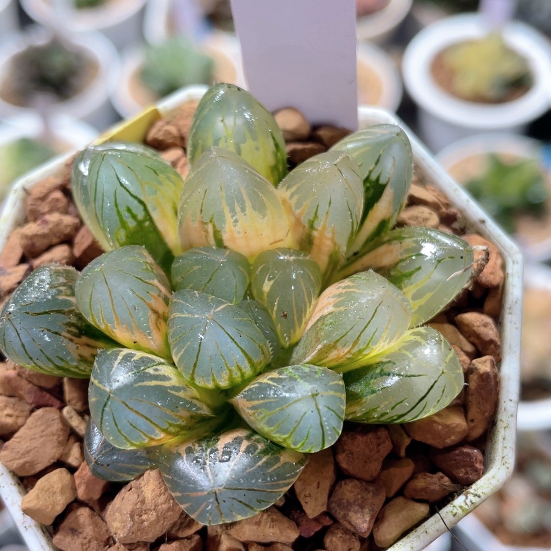 247裂焰之心锦。           