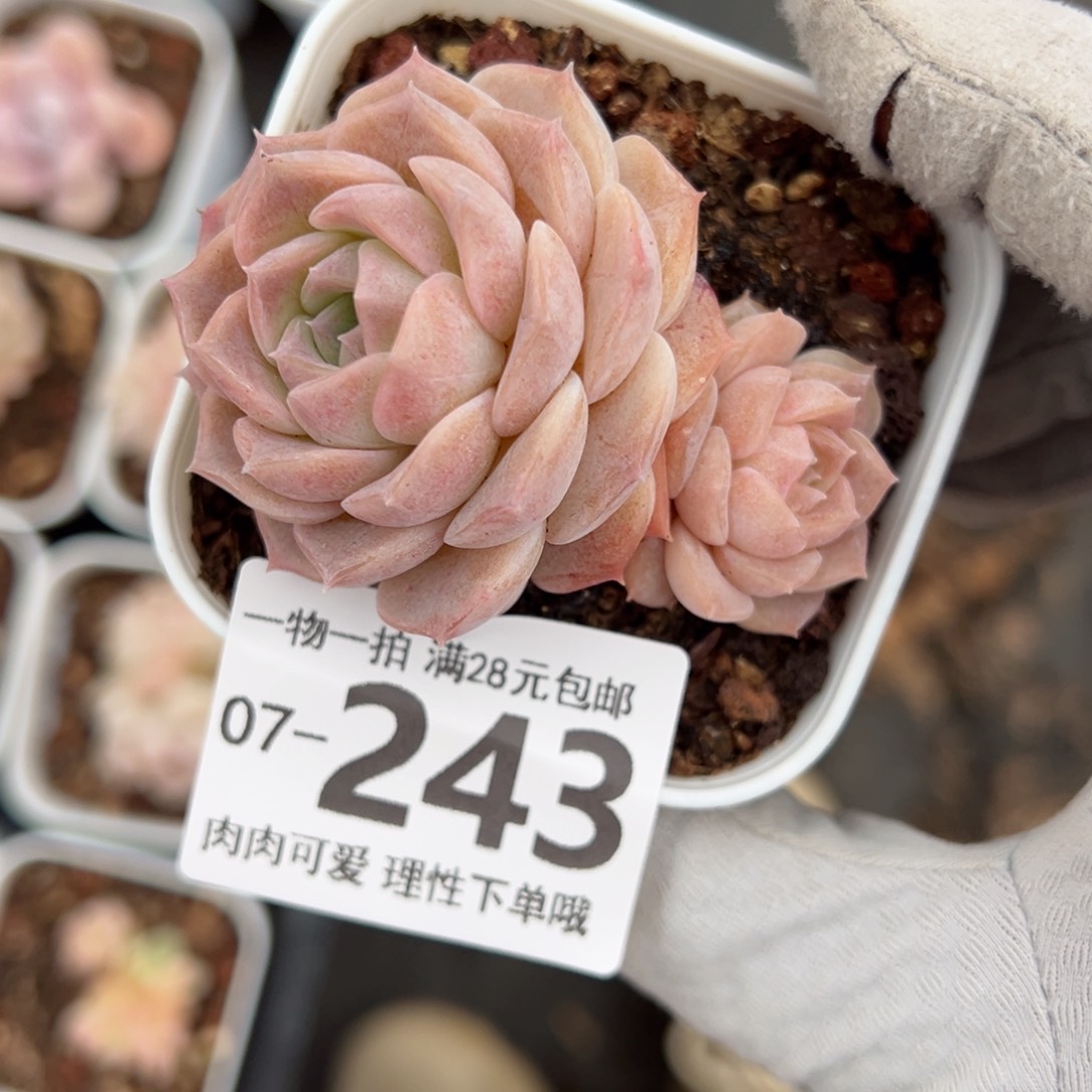 纯爱，多肉多肉多肉多肉