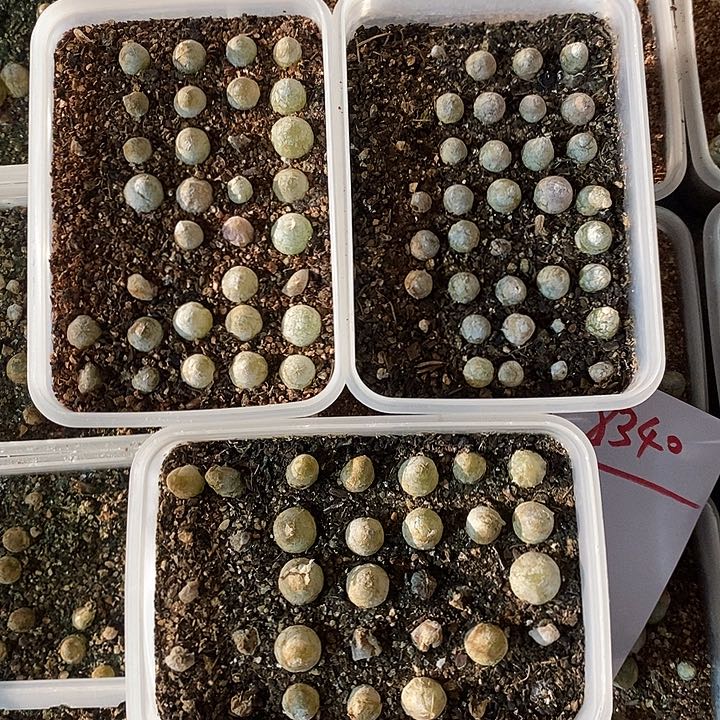 8340。灯泡一盒。带土发货。