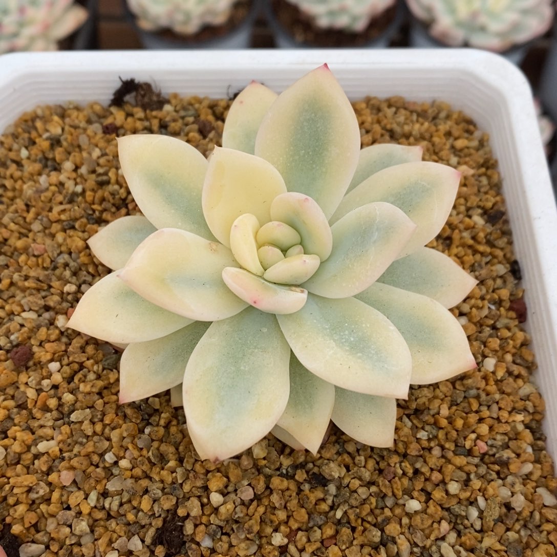 梦露宽锦多肉植物