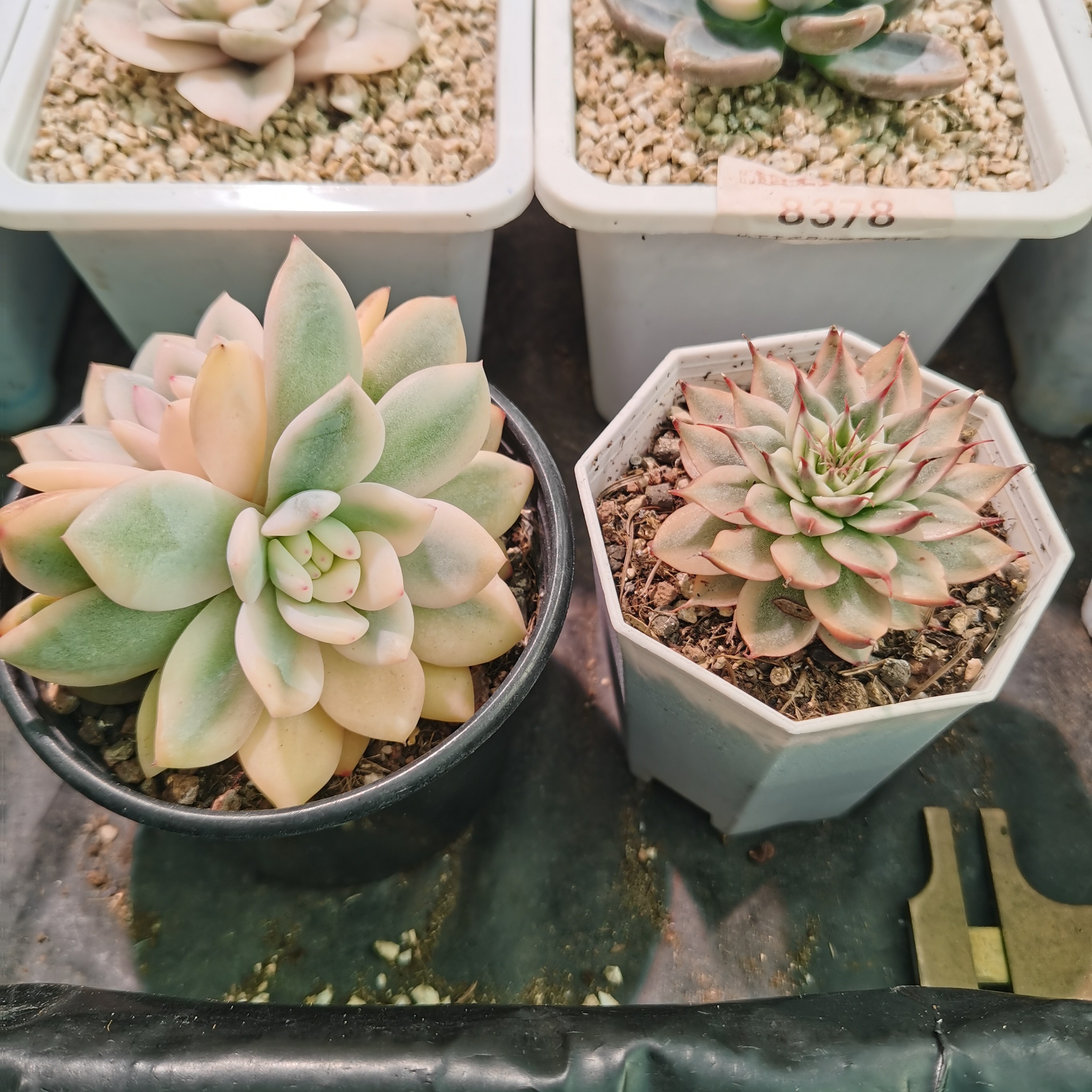 尚品园艺梦露锦银星锦