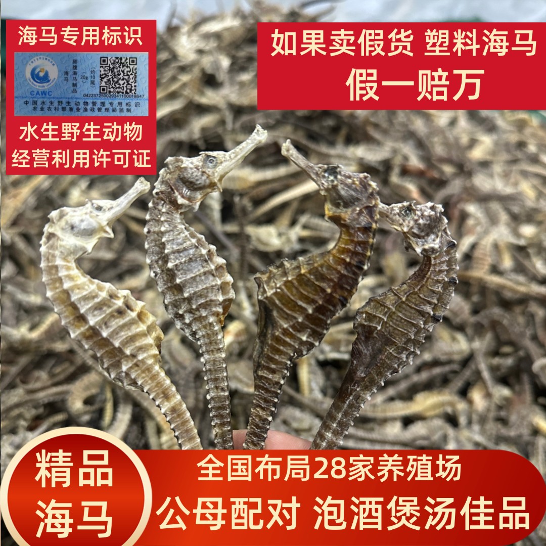 三斑海干货马馬泡酒煲汤料 源头直发带溯源码