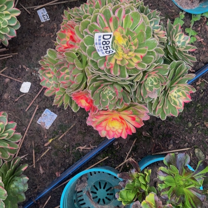 安***@海燕花花25-36包邮花花