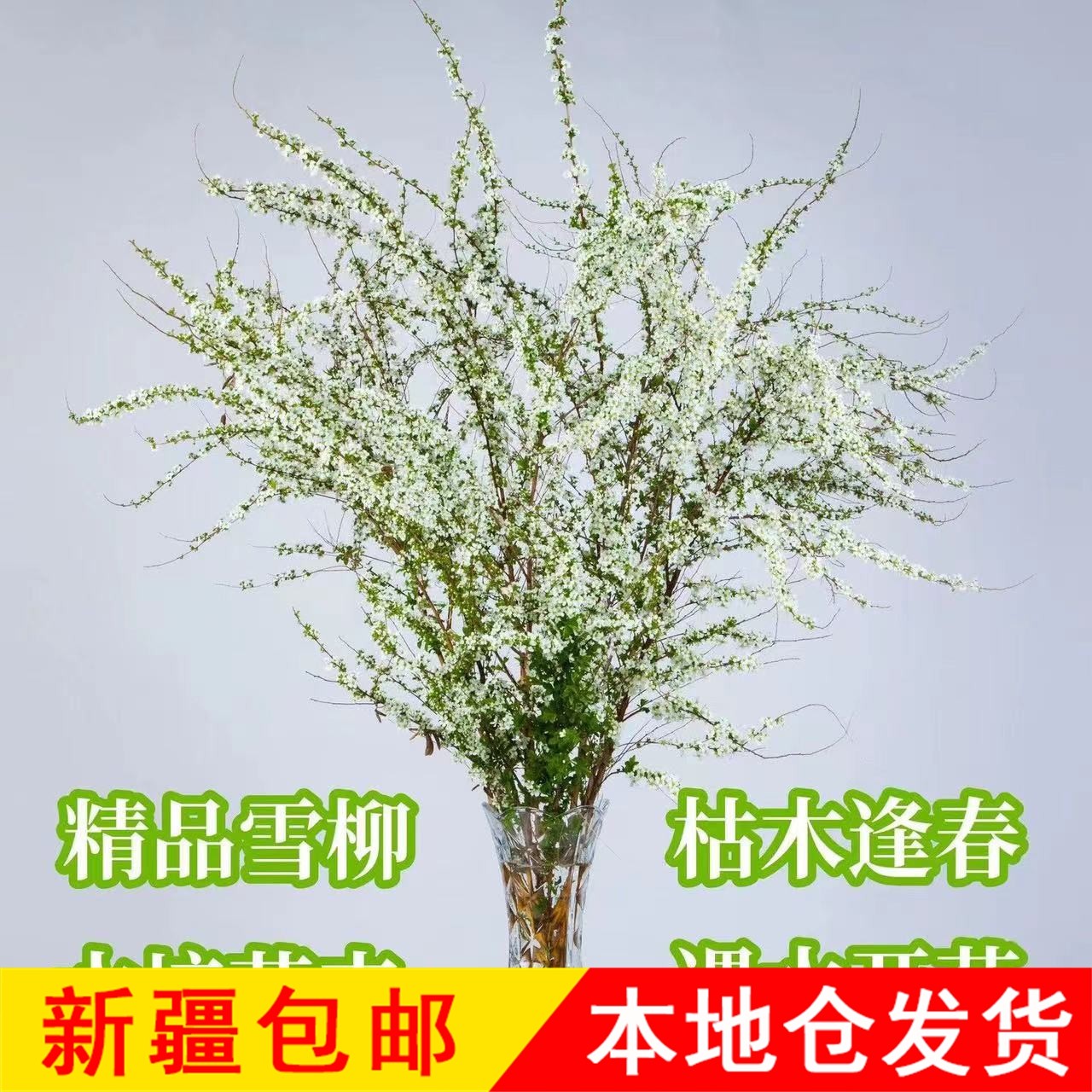 新疆包邮雪柳鲜枝干枝盆栽水培遇水开花耐寒室内花卉绿植