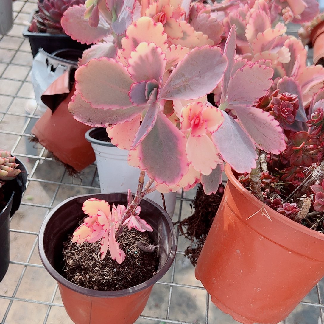 蝴蝶之舞锦多头造型