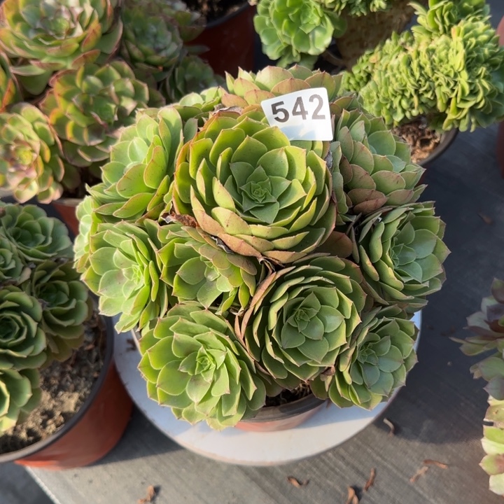 多肉植物万圣节542