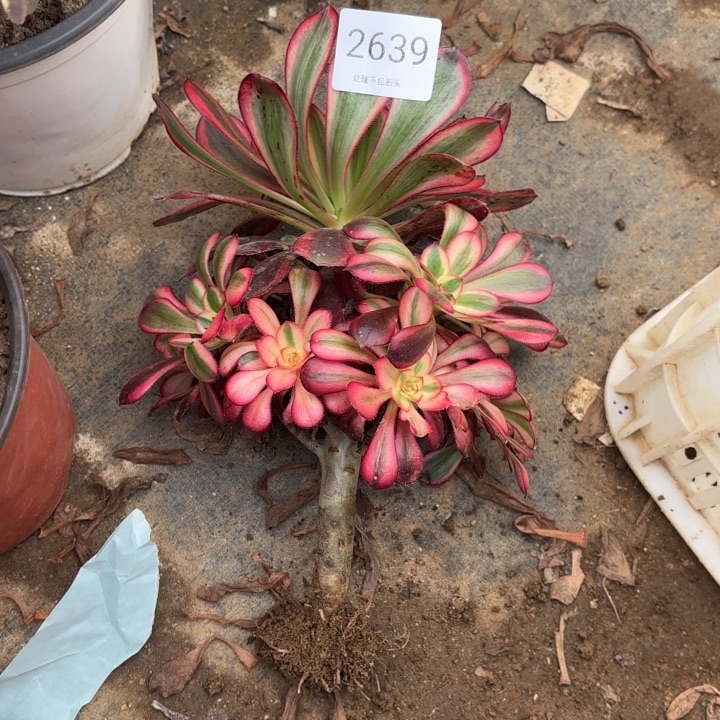 香奈儿多肉处理不包断头2639