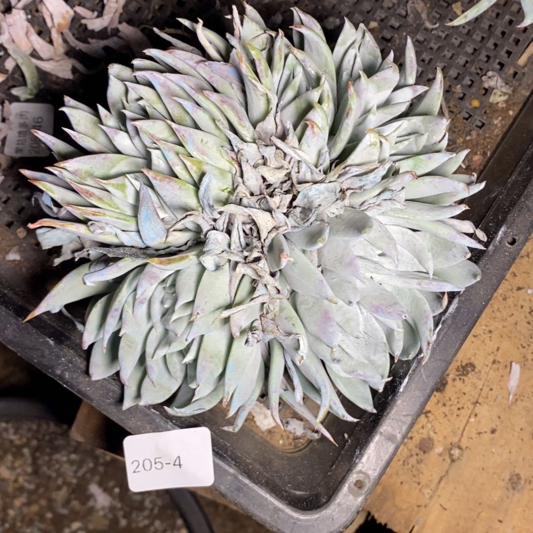 4号法瑞杂福利啦啦