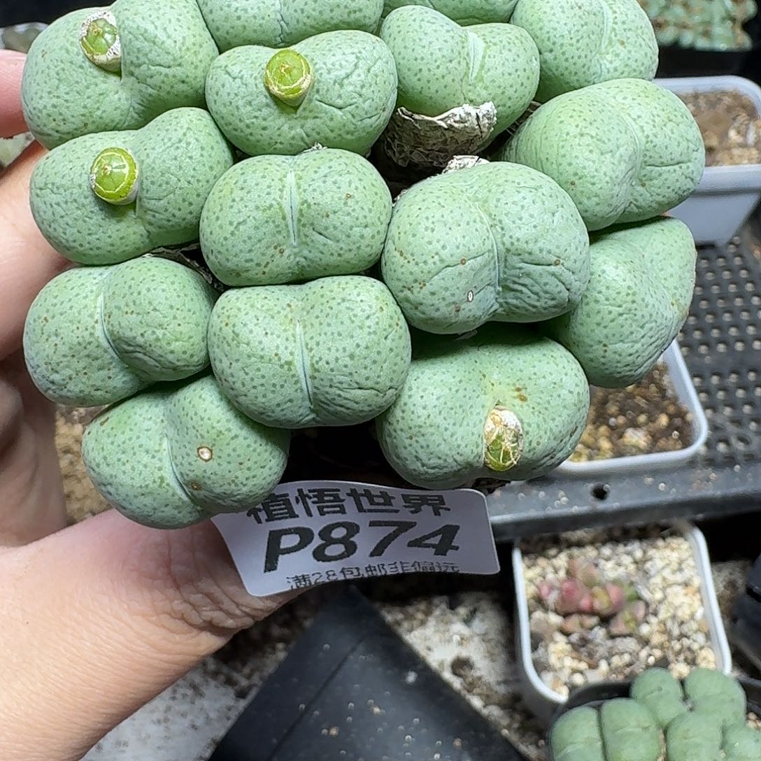 多肉植物的润泽fhnn