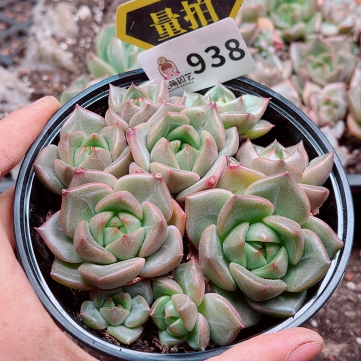 多肉植物多肉植物
