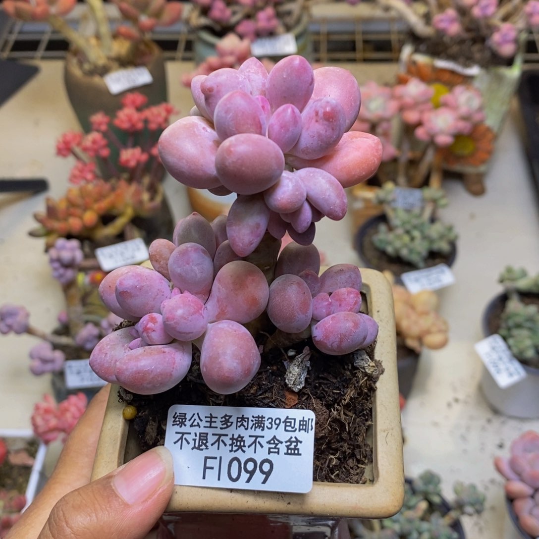 099丸叶汤圆多肉8c m