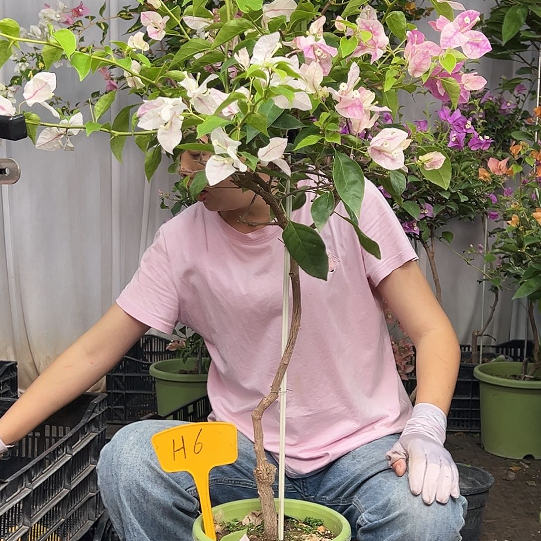 百***合当前无花栽培后可以开花H6漳红樱