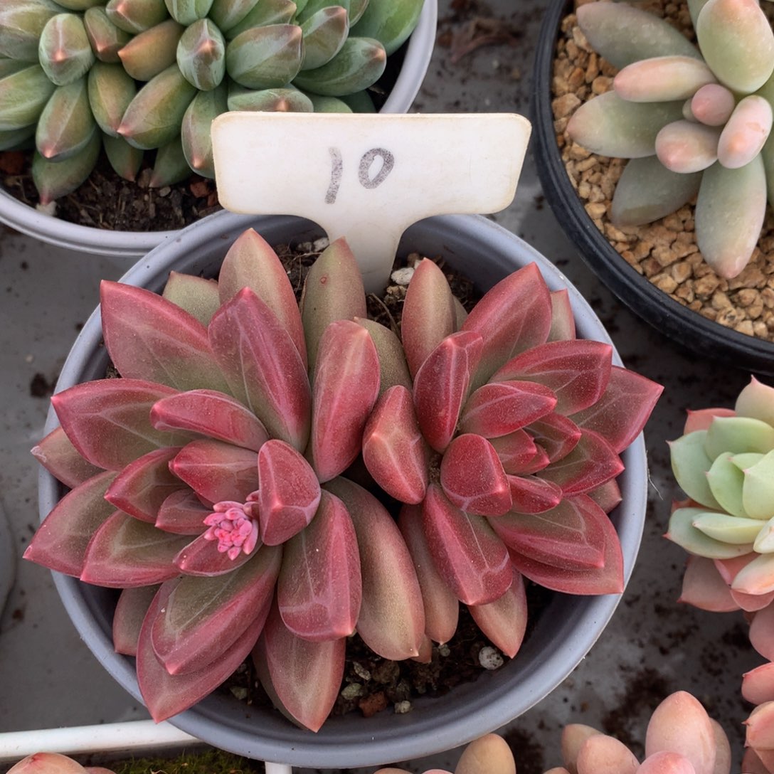 迷雾哦嗷嗷哦72727272772