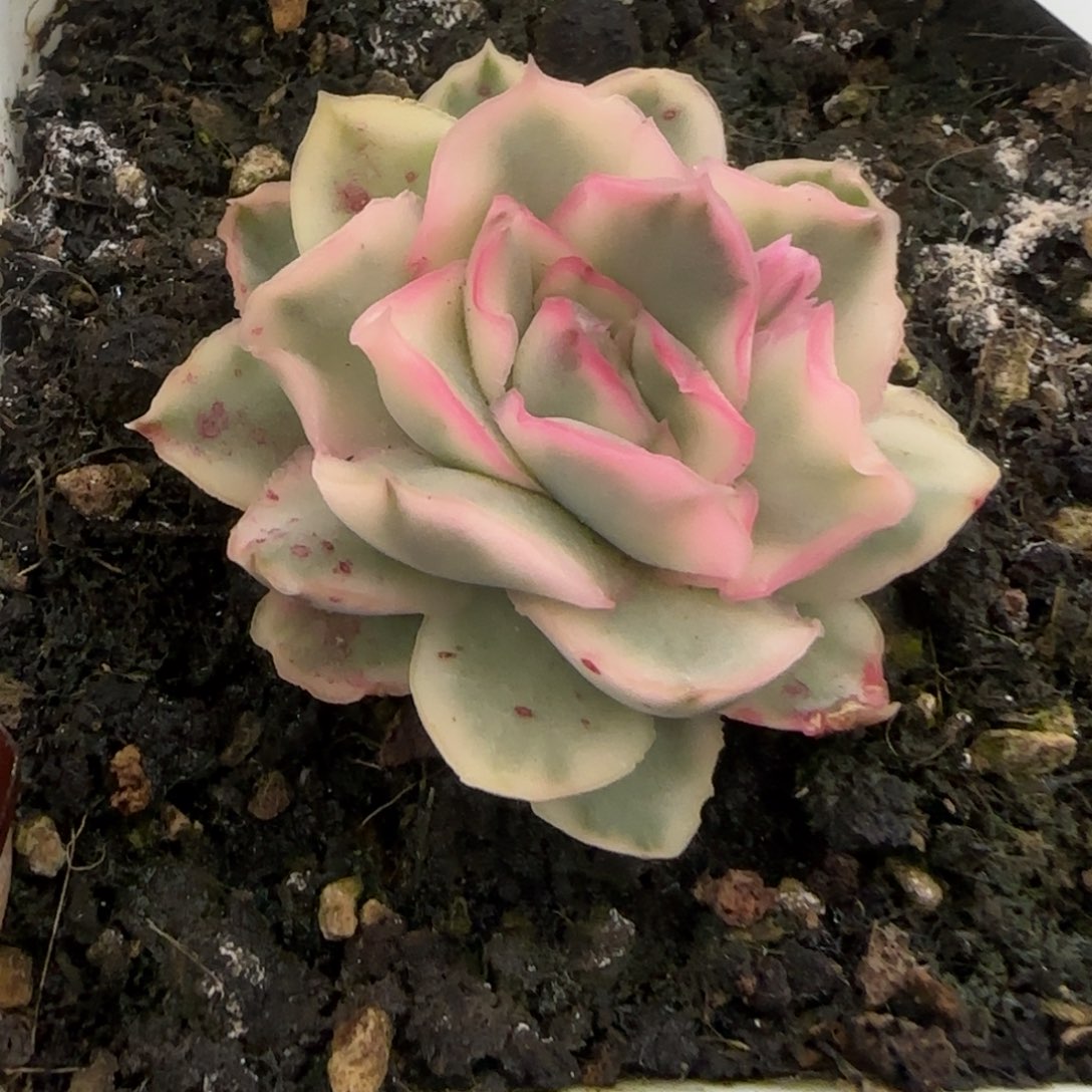 887紫蝴蝶锦多肉植物锦