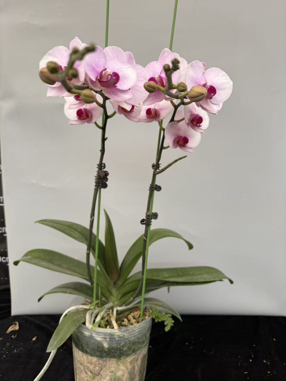 蝴蝶兰【杭州美女龙兰】精品年宵花昆明基地直发