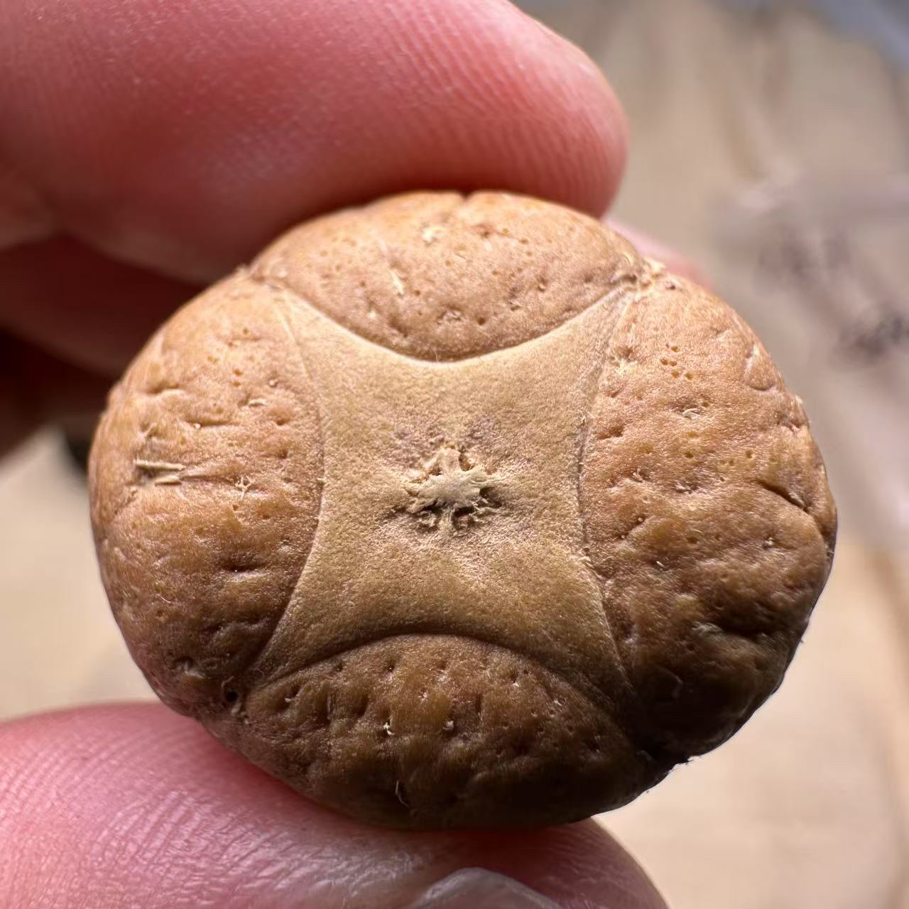 尼泊尔麒麟眼菩提，尺寸25，厚度16，s系列