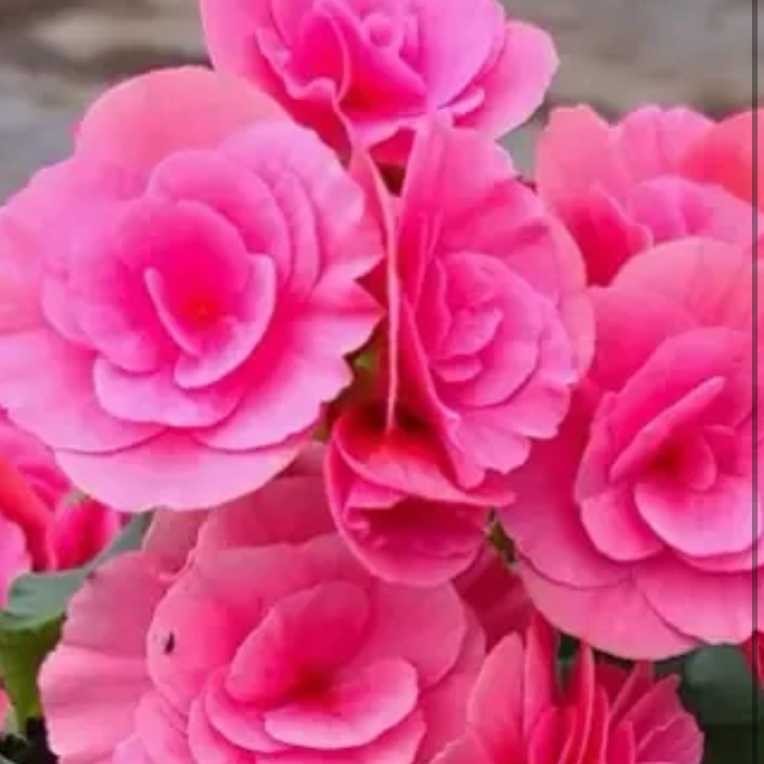 【风暴】大花重瓣丽格海棠盆栽带花四季开花不断室内阳台好养花卉