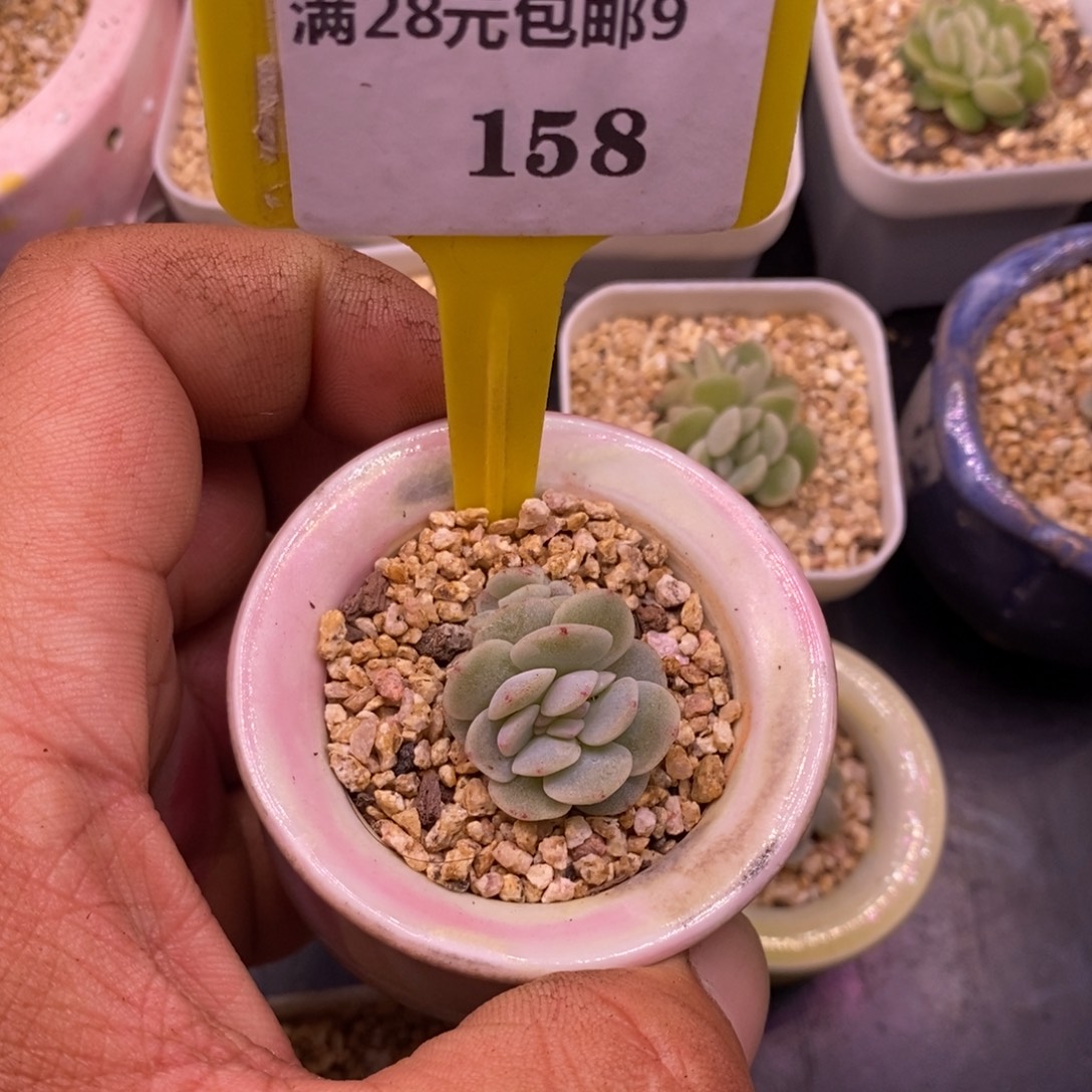 蜜***饯9158冰玉缀化多肉……