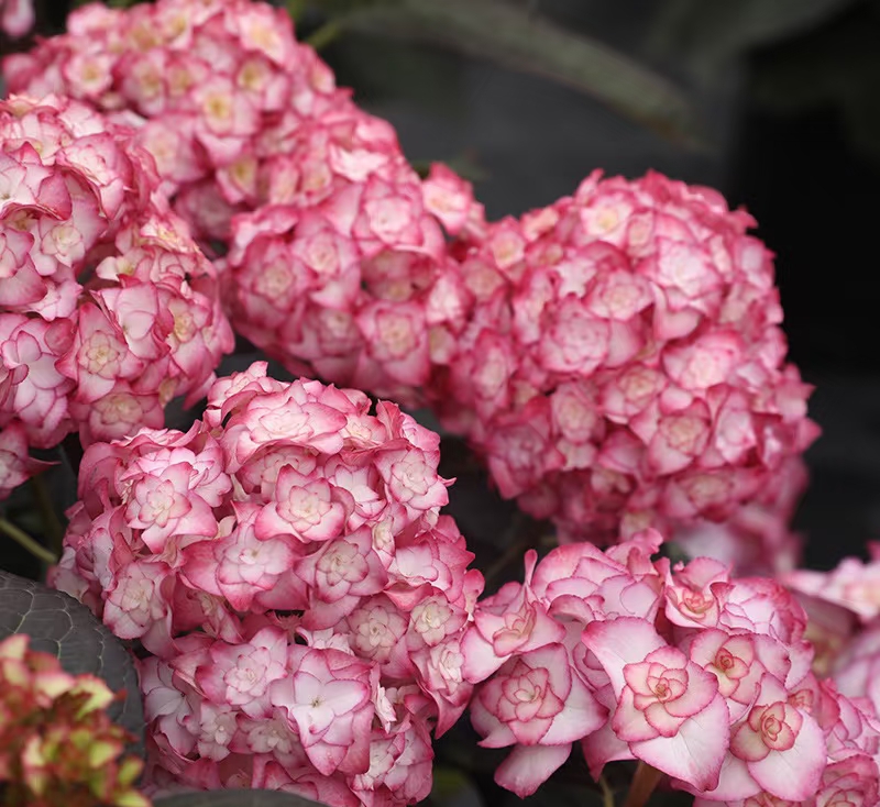 露天绣球-【纱织小姐】新老枝条开花-5加仑盆-带花包