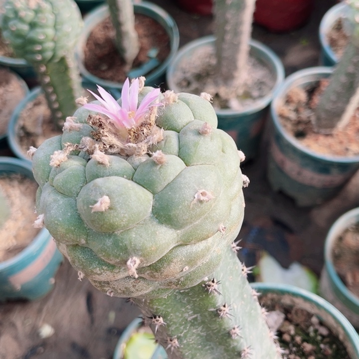 草球黑刺苗接仙人球