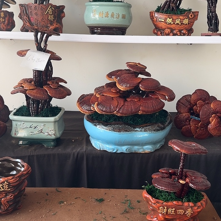 玉***缘无花朵88888888888