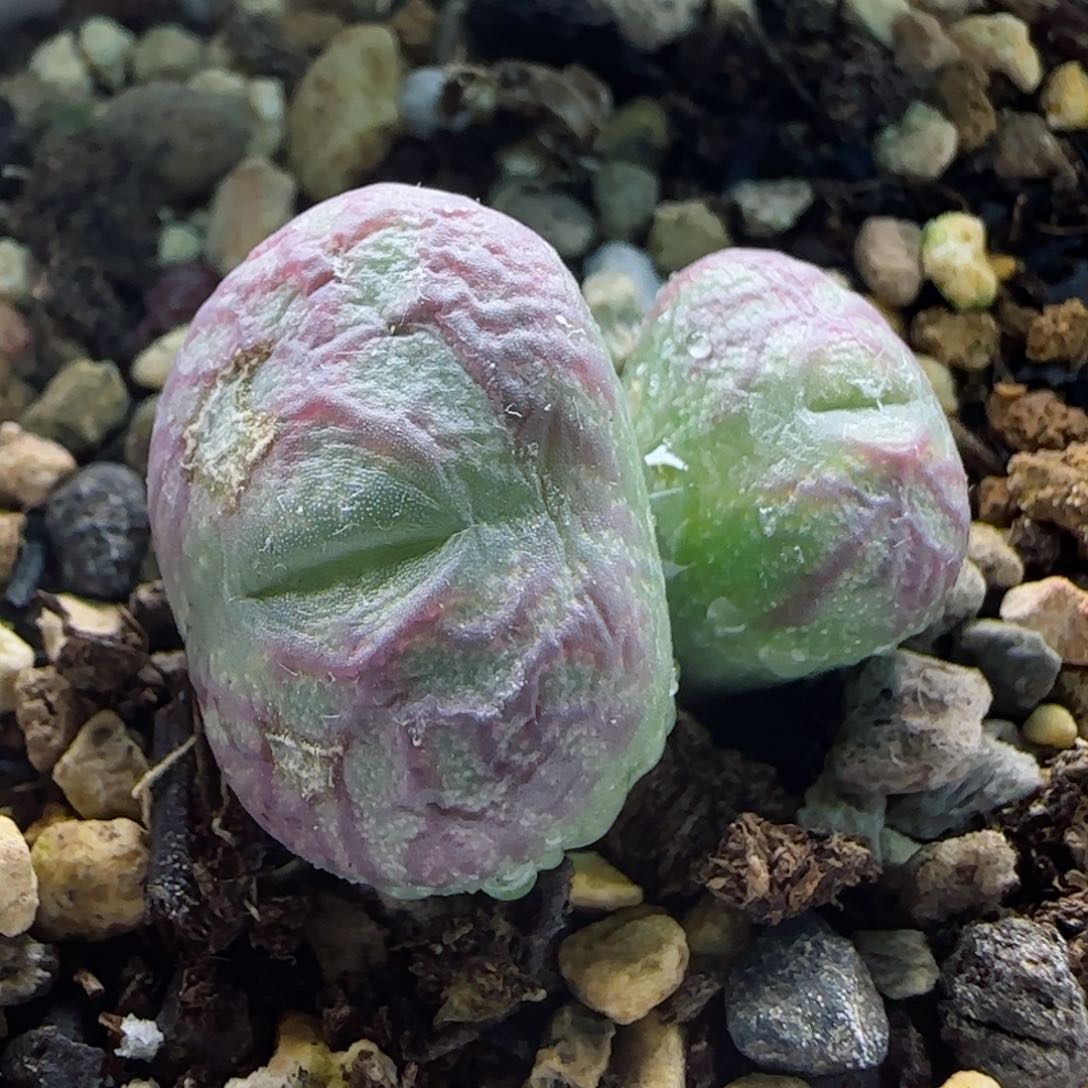 2-16-2-3当天满58包邮mf3脱土